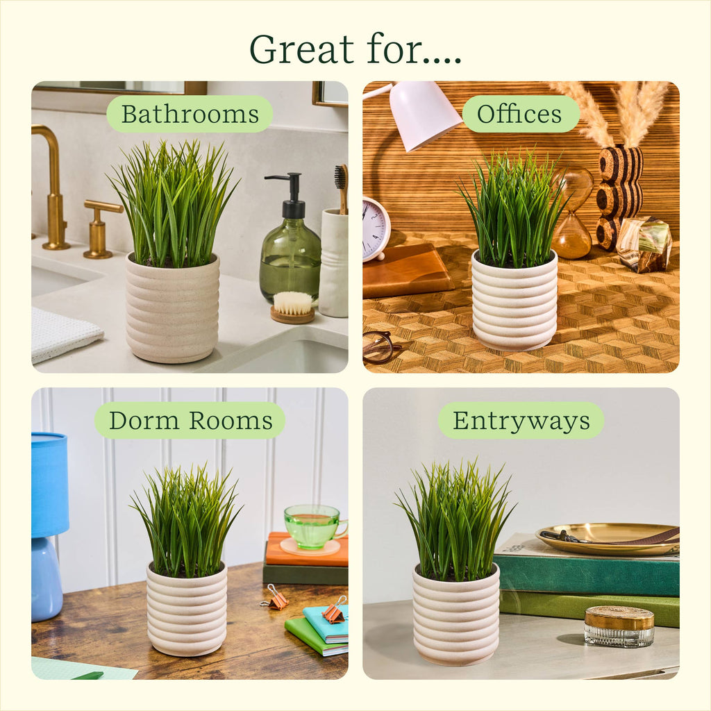 Plant Diffuser -  Grass Plant - Bubble White