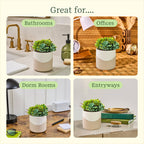 Plant Diffuser - Succulent - Two Toned