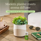 Plant Diffuser - Succulent - Two Toned